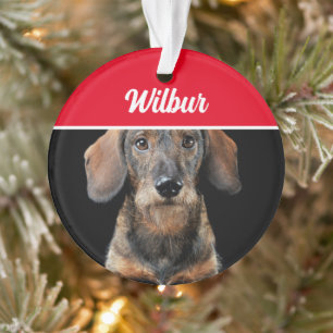 Dachshund à poil dur avec nom et photo Noël