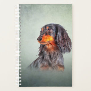 Dachshund à poils longs