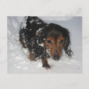 Dachshund dans la carte postale de neige