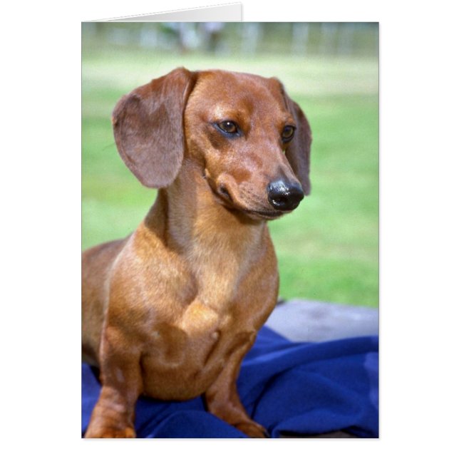 Dachshund lisse miniature (Devant)