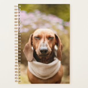 Dachshund mignon