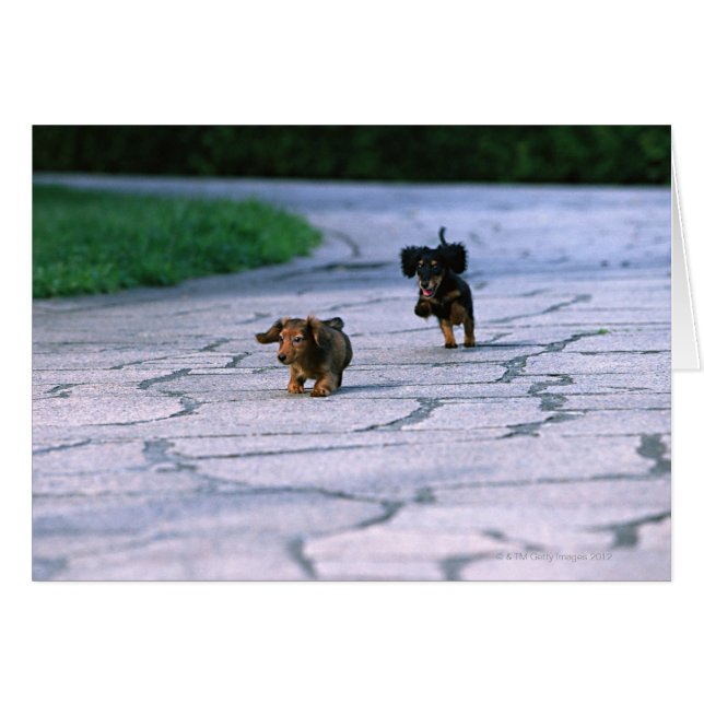 Dachshund miniature 3 (Devant horizontal)