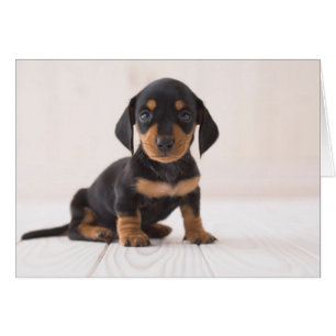 Dachshund Miniature assis