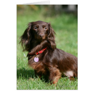 Dachshund miniature au chocolat et au tan aux chev