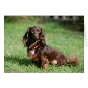 Dachshund miniature au chocolat et au tan aux chev