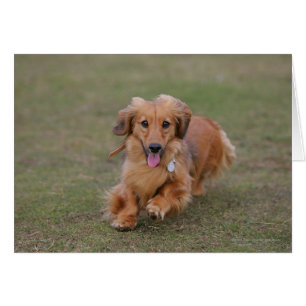 Dachshund Miniture en cours d'exécution
