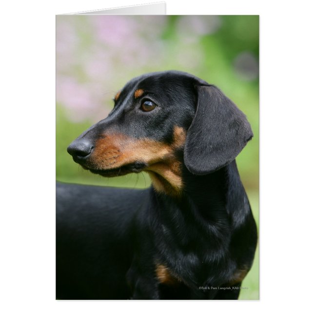 Dachshund noir et tean Miniture 2 (Devant)