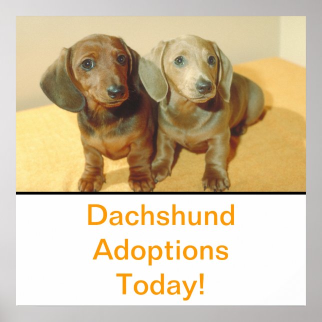 Dachshund Puppies Adoption Poster (Devant)