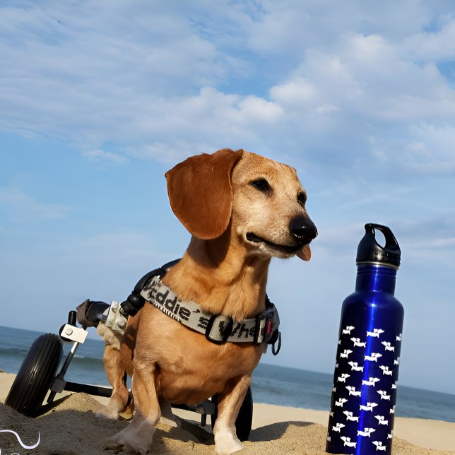 Dachshund Wiener Chien Bouteille d'eau bleue (Dachshund water bottle)