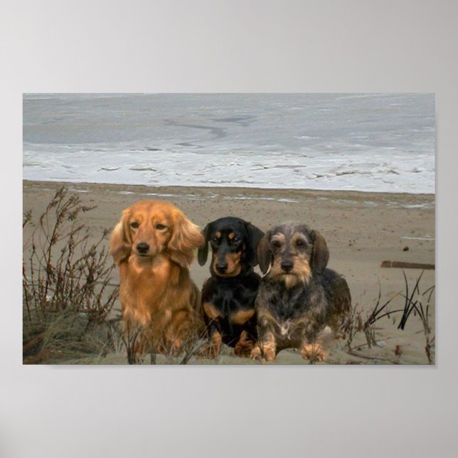 Dachshunds Closeup Beach Poster (Devant)