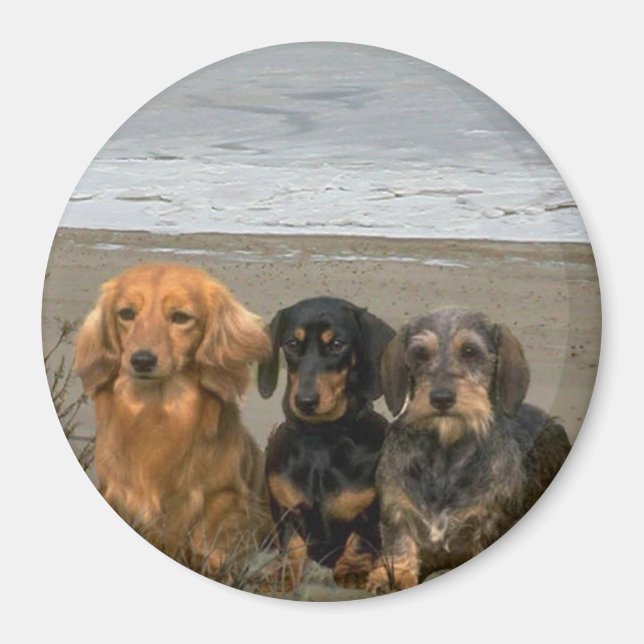 Dachshunds Magnet Sur La Plage (Devant)