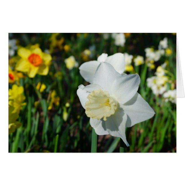 Daffo-dilly Note du printemps ! (Devant horizontal)