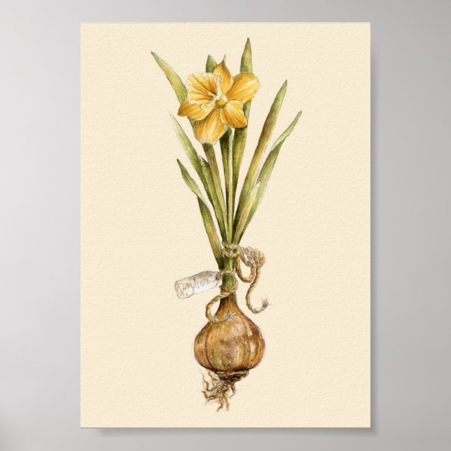 Daffodil Daydream - Poster (Devant)