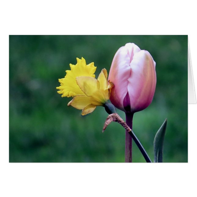 Daffodil et Tulip (Devant horizontal)