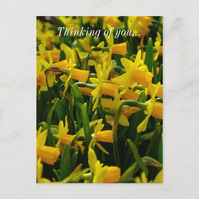 Daffodil Famille Penser De Vous Carte Postale (Devant)
