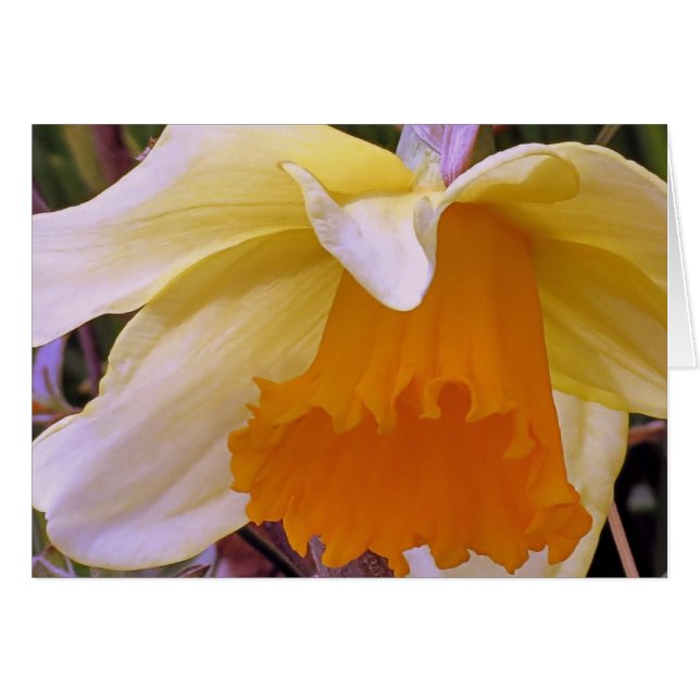 Daffodile (Devant Horizontal)