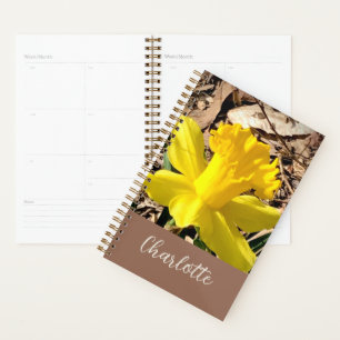 Daffodile de printemps jaune dans le jardin Nom pe