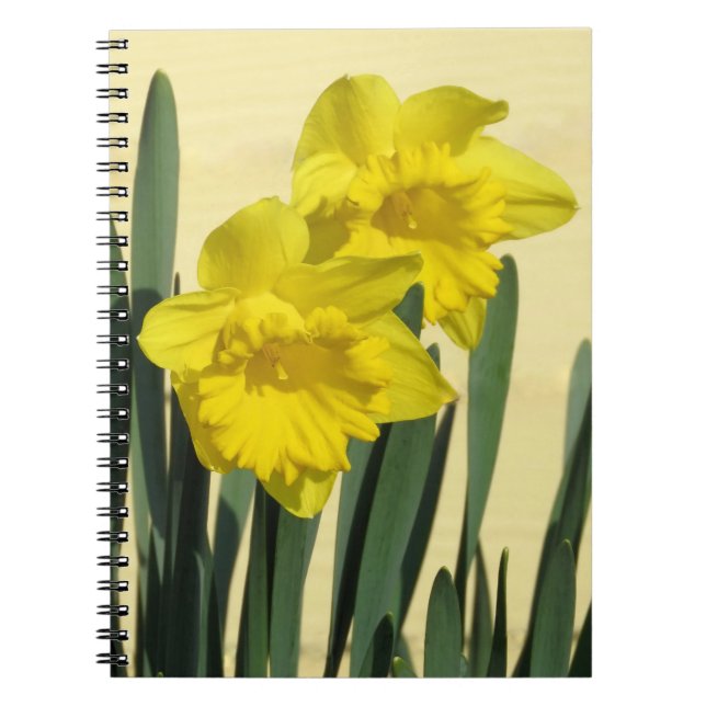 Daffodiles - carnet (Devant)