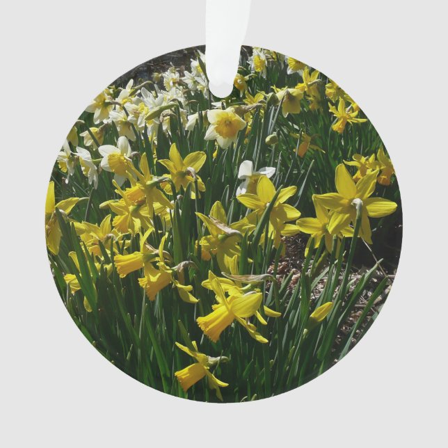 Daffodiles jaunes et blancs Fleurs de printemps (devant)