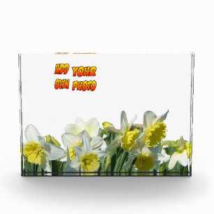 Daffodiles Poussière blanche et jaune. Bloc photo