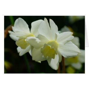 Daffodils blancs