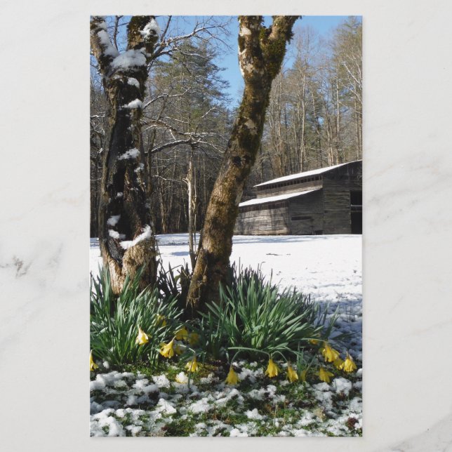 Daffodils flowers dans la neige (Devant)