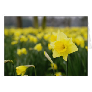 Daffodils (RF)