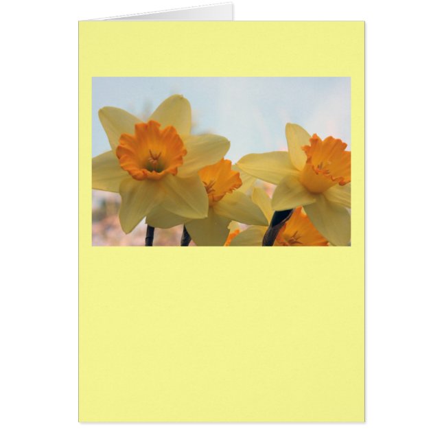 Daffodilux (Devant)