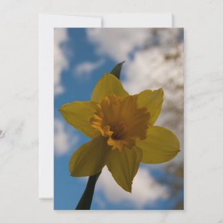Daffodique au printemps