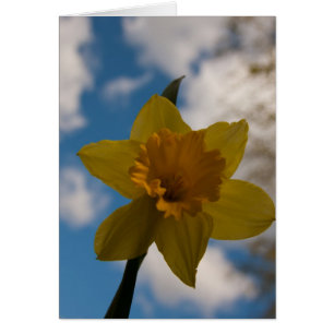 Daffodique au printemps