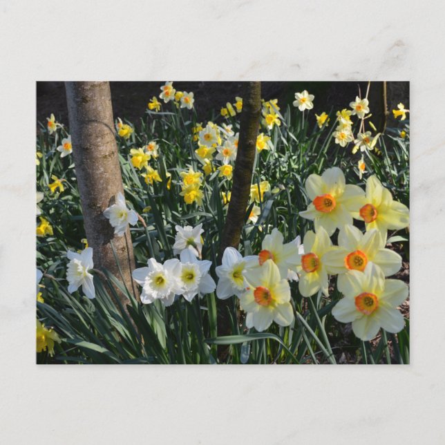 Daffodique Dell : Cheshire, England Carte postale (Devant)
