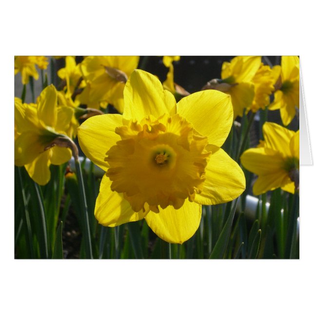 Daffodique éclairé (Devant horizontal)