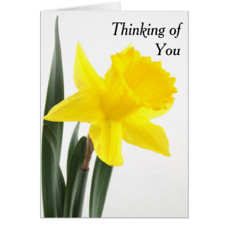 Daffodique simple Jaune Narcisse