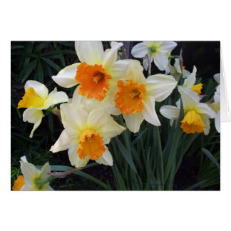 Daffodiques