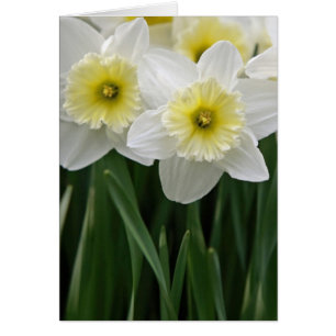 Daffodiques