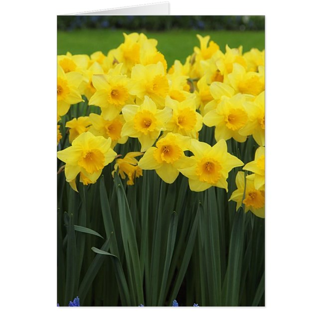 Daffodiques (Devant)