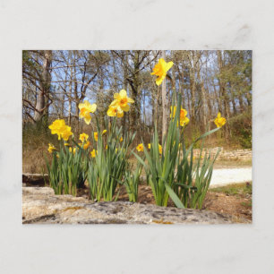 Daffodiques à la carte postale de Pâques
