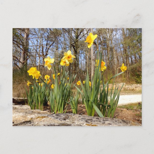 Daffodiques à la carte postale de Pâques (Devant)