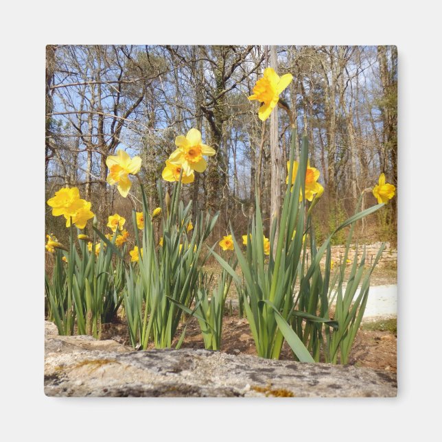 Daffodiques au aimant de Pâques (Devant)