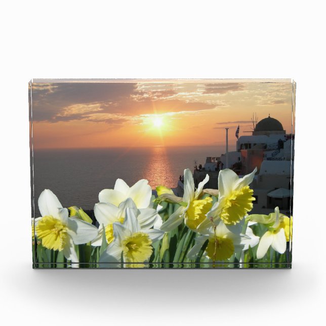 Daffodiques Bloc photo blanc et jaune (Devant)