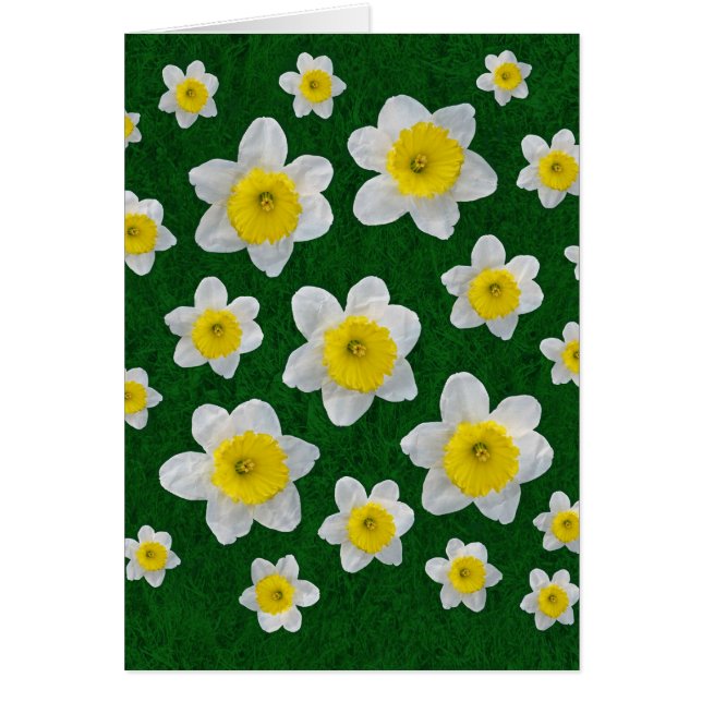 Daffodiques de printemps (Devant)