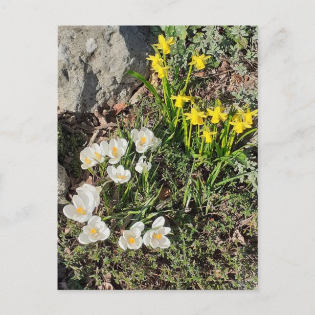 Daffodiques et carte postale Crocus (Devant)