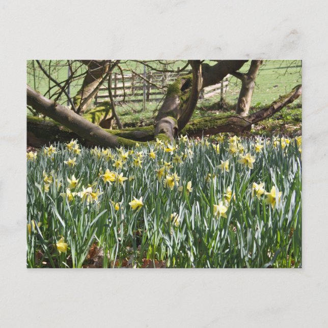 Daffodiques sur une carte postale du Printemps (Devant)