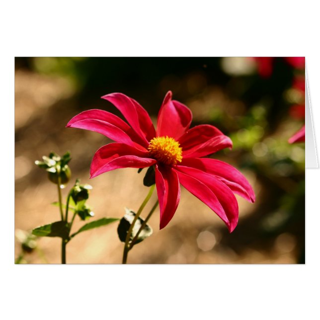 Dahlia (Devant horizontal)