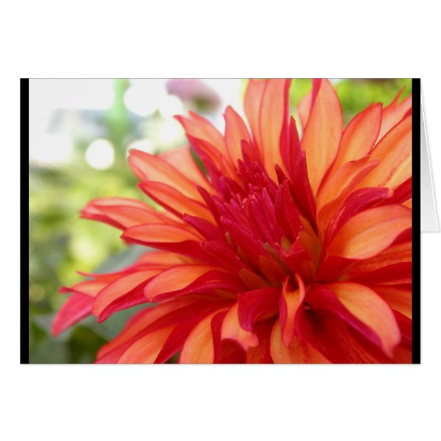 Dahlia (Devant horizontal)