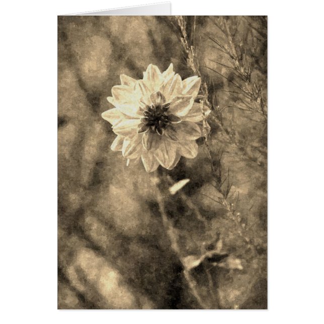 Dahlia (Devant)