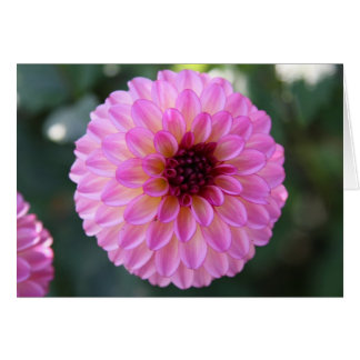 Dahlia
