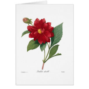 Dahlia