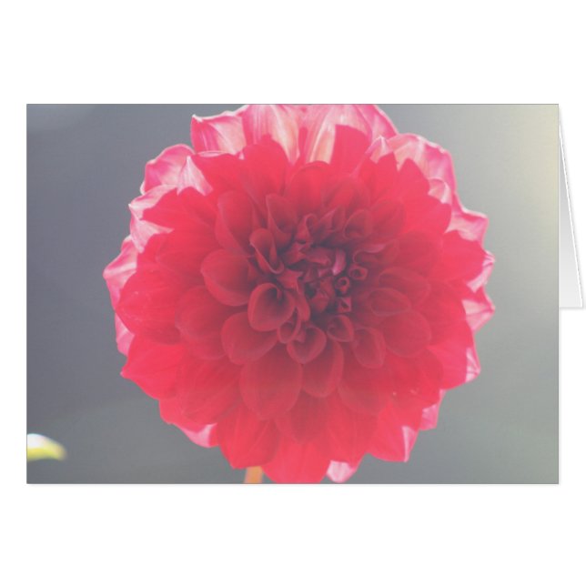 Dahlia 2 (Devant horizontal)