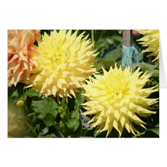 Dahlia 4 (Devant horizontal)